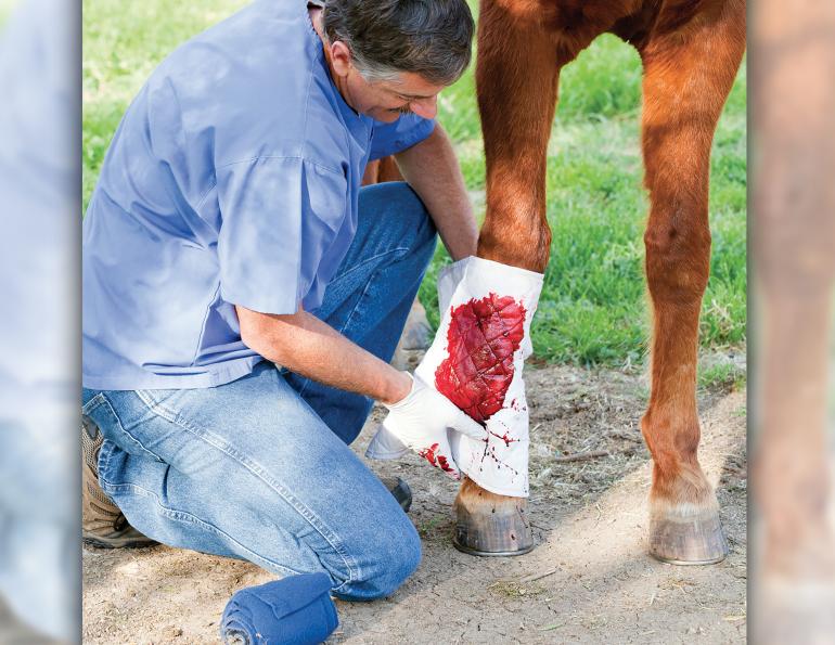 equine first aid, travelling with horses, safe trail riding, safe horse riding, safe equine first aid, horse's wounds, how to take a horse's heart rate, take horse temperature, check if a horse hydrated
