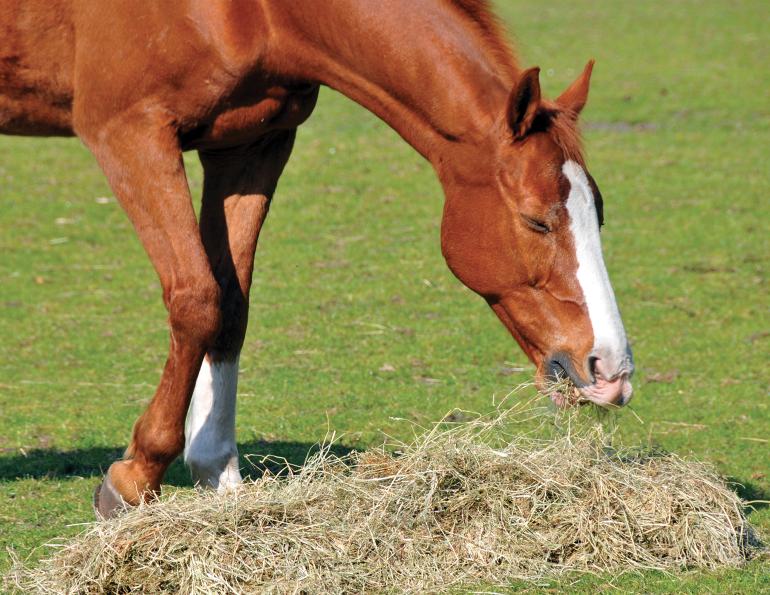 fibre in horse hay, horse teeth, best hay for equine teeth, shelagh niblock, fibre horses