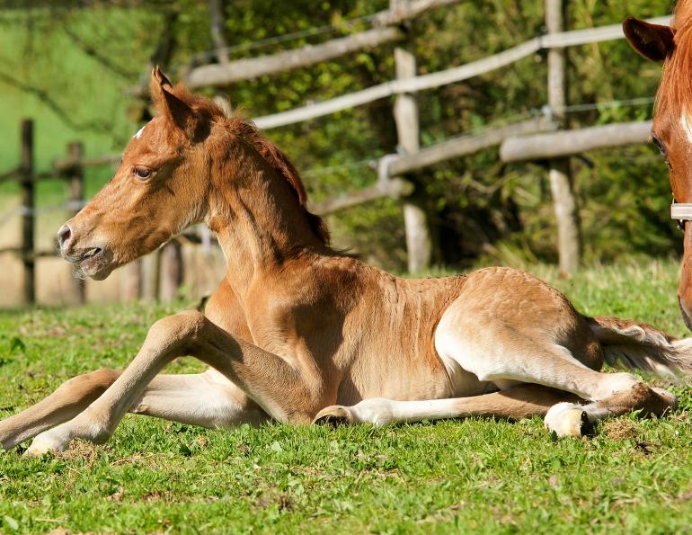 Flexural Limb Deformities In Foals Horse Journals   Istock 451244355   Blacksoulchoir 