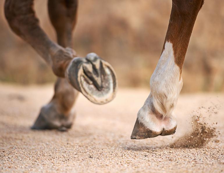 hoof care, barefoot horses, shod horses, American Association of Equine Practitioners, AAEP, equine athlete, fit horses, horse competition