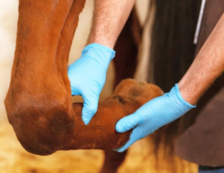 equine pre-purchase exam, lameness evaluation horses, lameness locator horses, equine veterinary diagnostic system, flexion testing horses