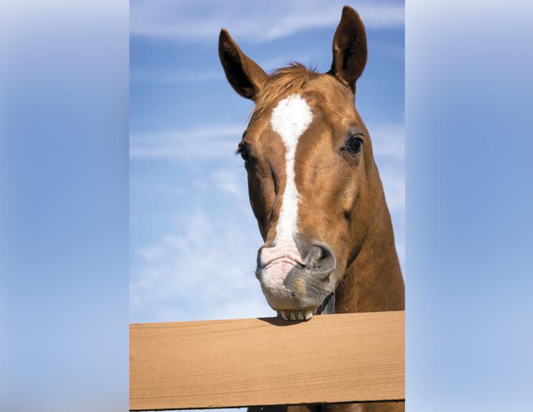 Cribbing, compulsive equine behaviour, compulsive horse behaviour, EQyss Crib-Guard