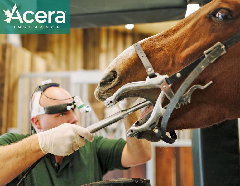 canadian vet shortage, equine veterinarians in canada, horse vets canada, rural equestrian vets, acera insurance