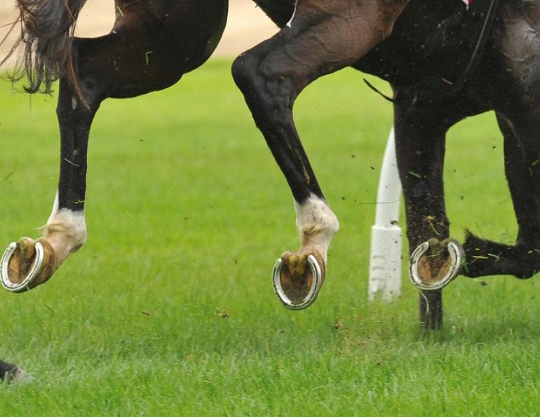 equine shoes