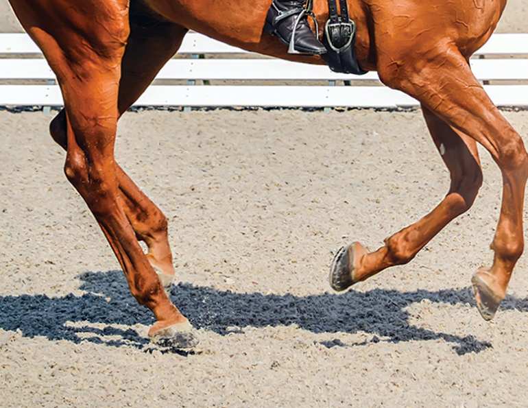Nail the Correct Canter Lead | Horse Journals