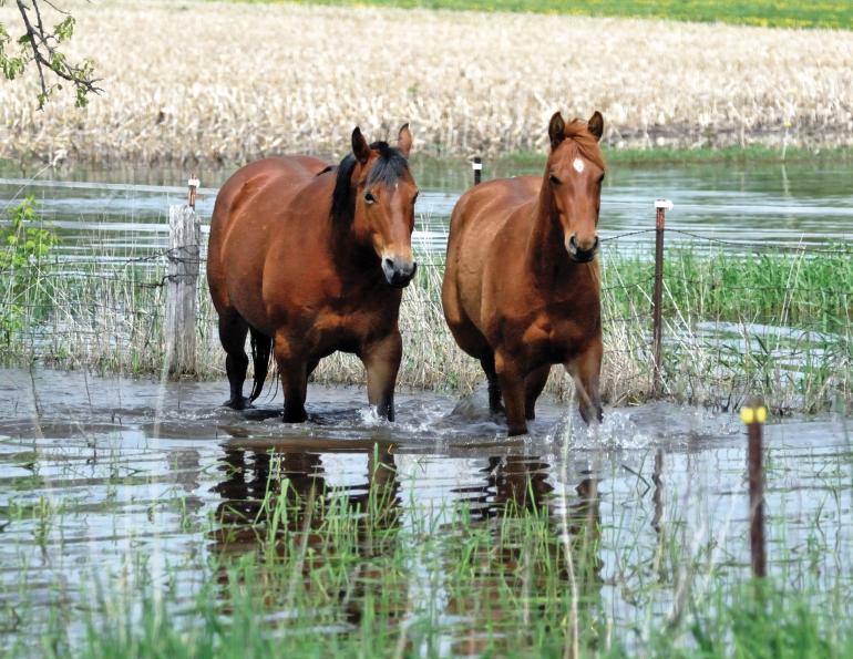 climate change horse industry, prepare horse farm for climate change, heat dome horses, rescuing horses disaster, hay shortages, colic horses