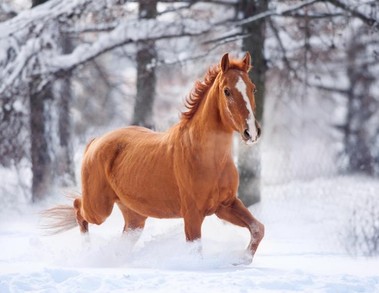 Your Horse's Winter Energy Needs, forages is the perfect energy source for Your horse, optimize your winter feeding regime, sources of equine energy, Shelagh Niblock, BSc.Ag., PAS