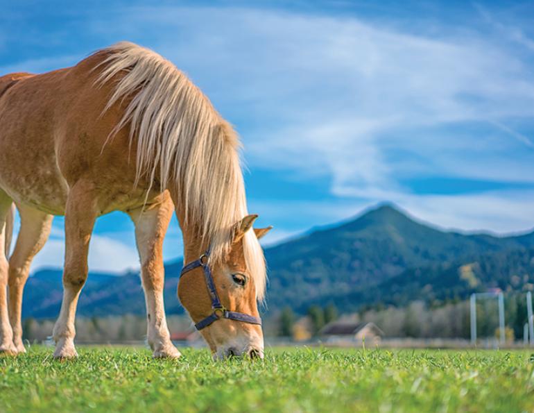 symptoms of equine asthma, does my horse have asthma, round bales asthmna, equine asthma mold, horse coughing, nasal discharge horse, snotty nose horse, treatments for equine asthma, bacteria for equine asthma, bronchodilator therapy horses