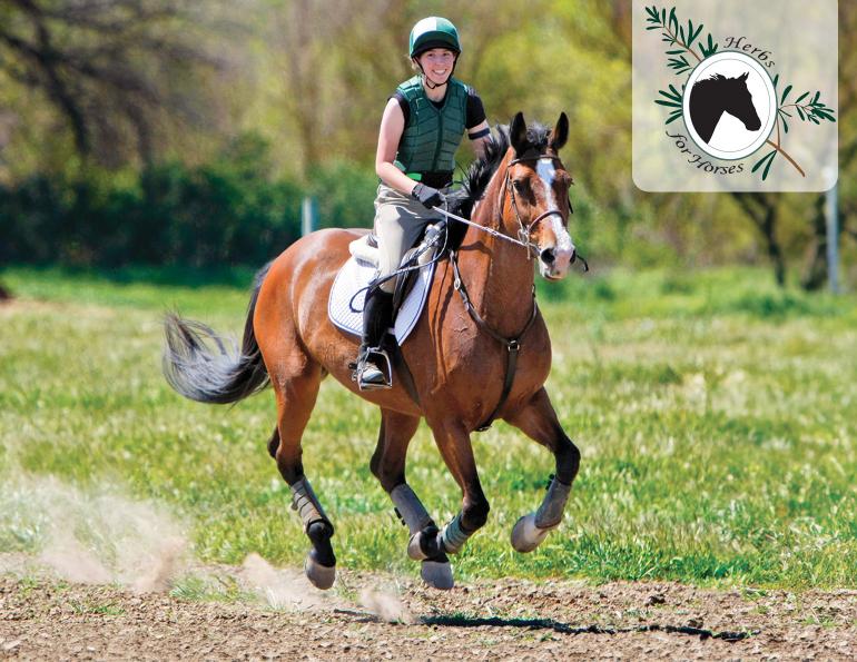 Herbs for Horses, Probio Plus horse supplement, probiotics for horses, gut health in horses, supplements for your horse, prebiotics for horses