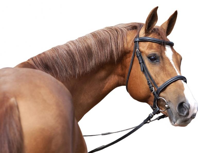 how to fit a horse's bit, how wide should my horse's bit be, horse bit length