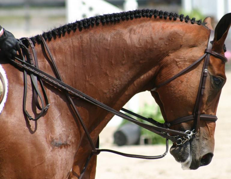 Braid Horse's Mane, Band Horse's Mane, Professional quality mame braiding, braiding freshly-washed horse mane, brading horse mane