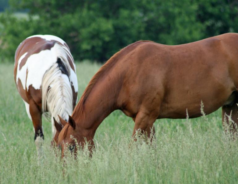 wendy pearson, horse feed, horse forage, horse pasture, herbs for horses, horse grains, mycotoxins horse, mycotoxins equine