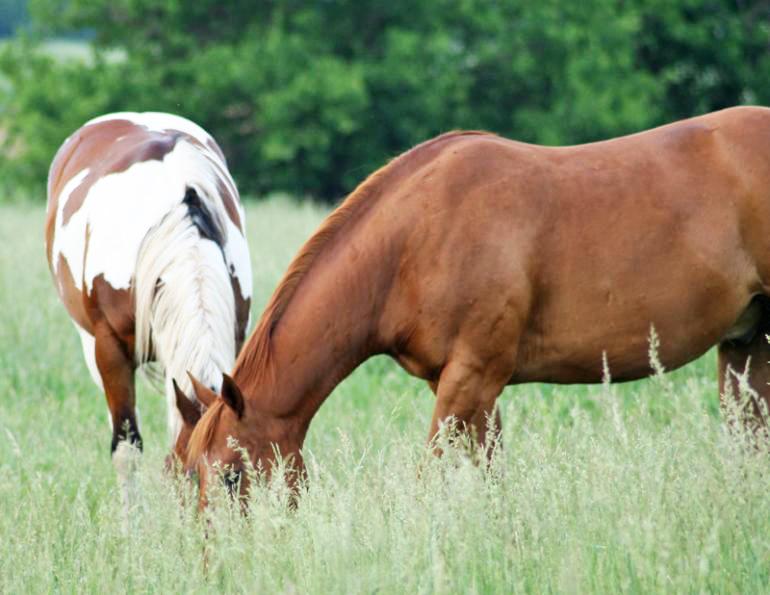 wendy pearson, horse feed, horse forage, horse pasture, herbs for horses, horse grains, mycotoxins horse, mycotoxins equine