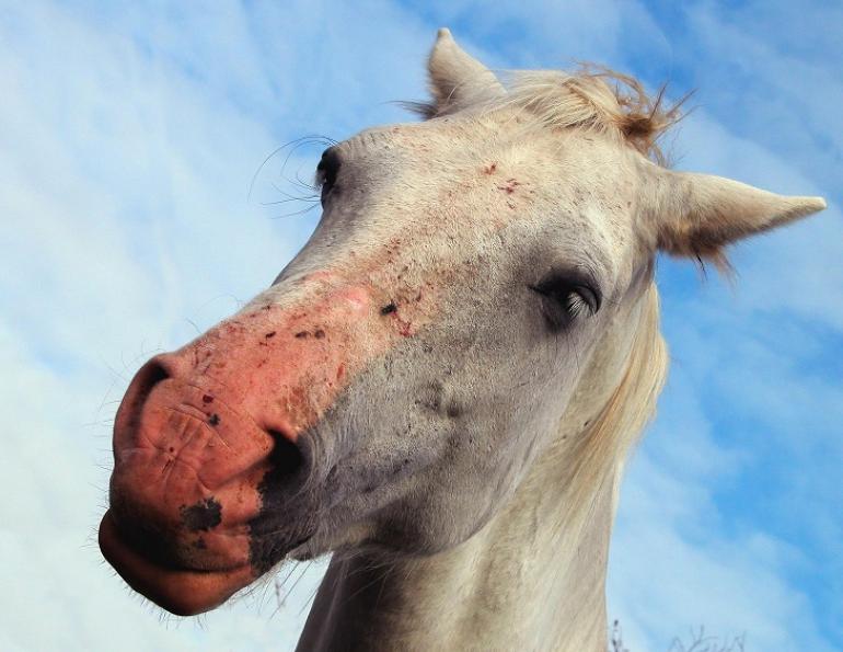 horse sunburn too much sun horse protect horse from sun equine photosensitivity winter turnout horse