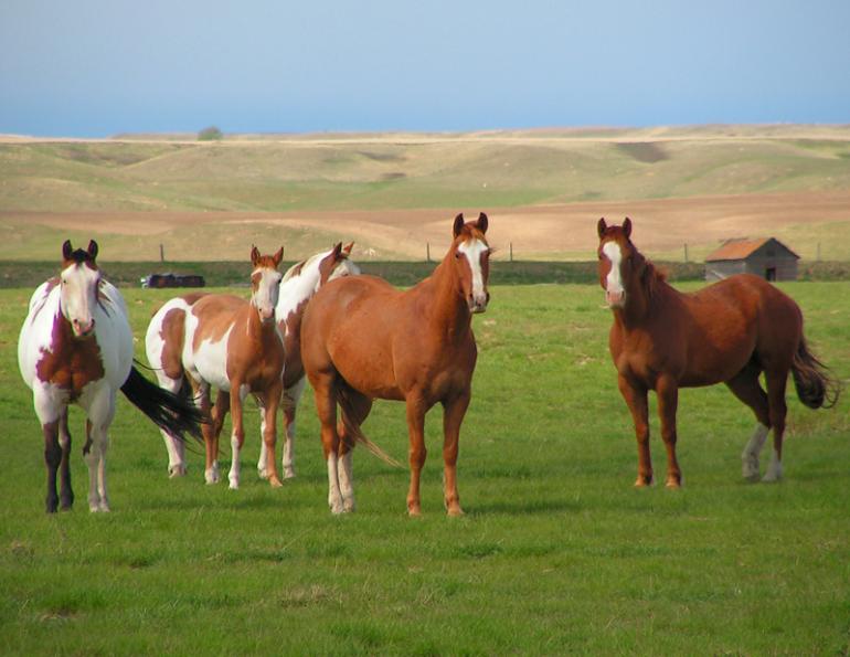 Horse Care, equine vaccination, Equine Health, vaccinating horse, herd immunity, Guidelines for equine Vaccination, Equine Viral arteritis, Equine influenza, equine Tetanus, equine rotavirus, when vaccinate horse