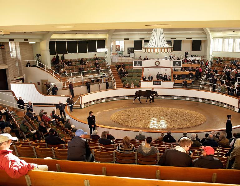 horse auction, equine auction, how to buy a horse, attend an equine auction, attend a horse auction, karen weslowski