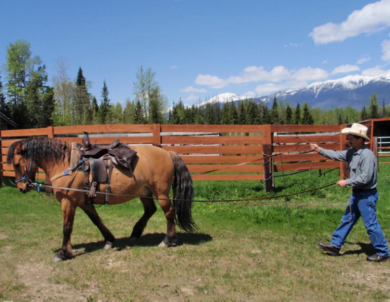 Driving Trail Horse, horse drive training, horse ground driving, horse ground driving