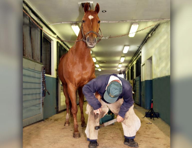 will clinging farrier, prepare for farrier, keeping farrier safe, farrier safety, apprentice farrier, farrier education, Canadian farriers association, Quebec farriers association, association of farrier trainers of Canada, approved journeyman farrier