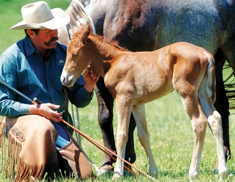 Pat Parelli, natural horsemanship, training foals, working with foals, foal-human interaction at birth, foal imprinting