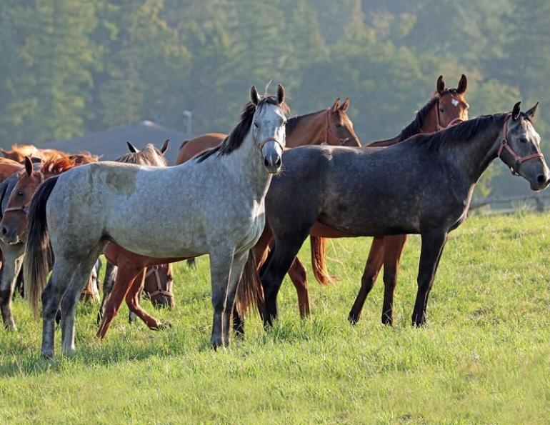 equestrian canada study, canada's horse industry economy, how much is canada's horse industry worth, equestrian economy