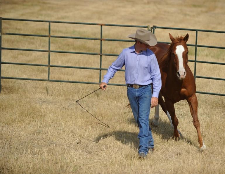 Equine Drive Line, horse drive line, Jonathan Field, anatomy of horse round pen, round pen liberty lesson tips, natural horsemanship