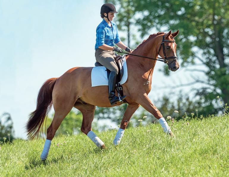 The Science Of Schooling Horses | Horse Journals