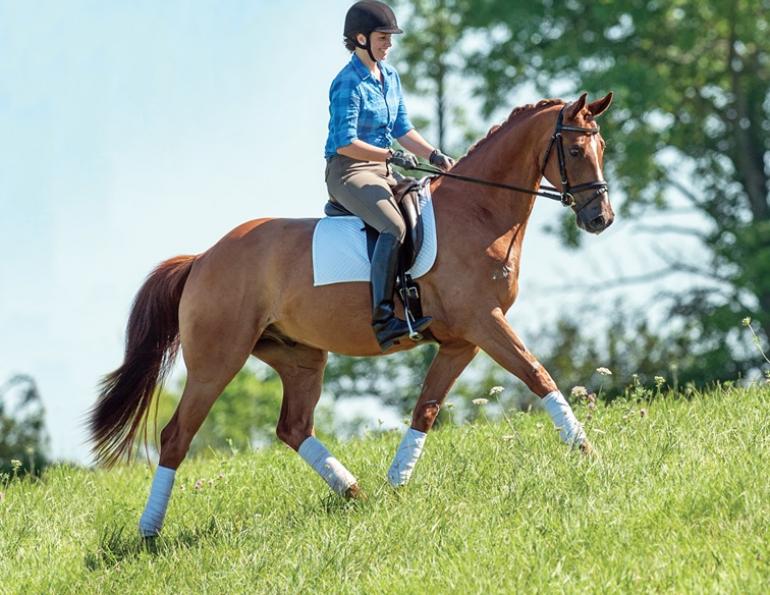 schooling horses, lindsay grice, canadian equestrian coaches, horse learning styles, how do horses learn? types of horse training, horse riding lesson plan, communicating with horses