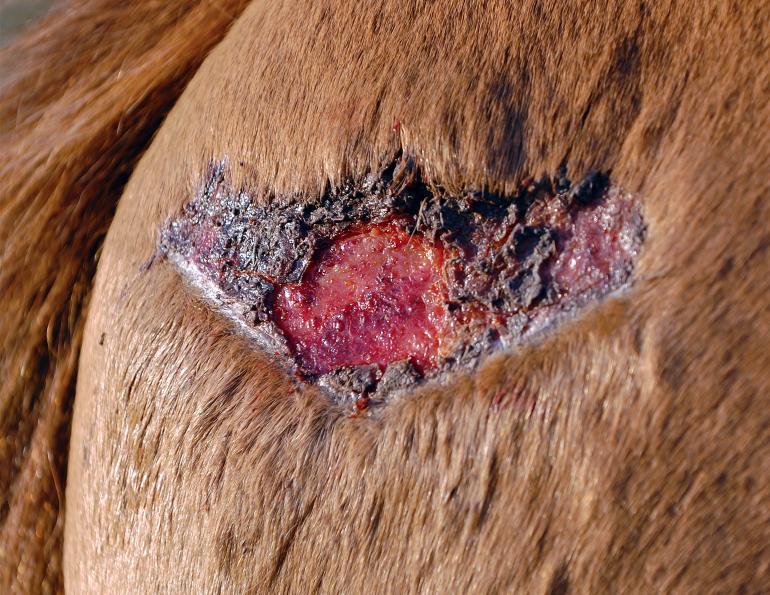 first aid for horses, how to treat a horse wound, should i call a vet horse injured? tetanus booster horse, equine guelph the horse portal