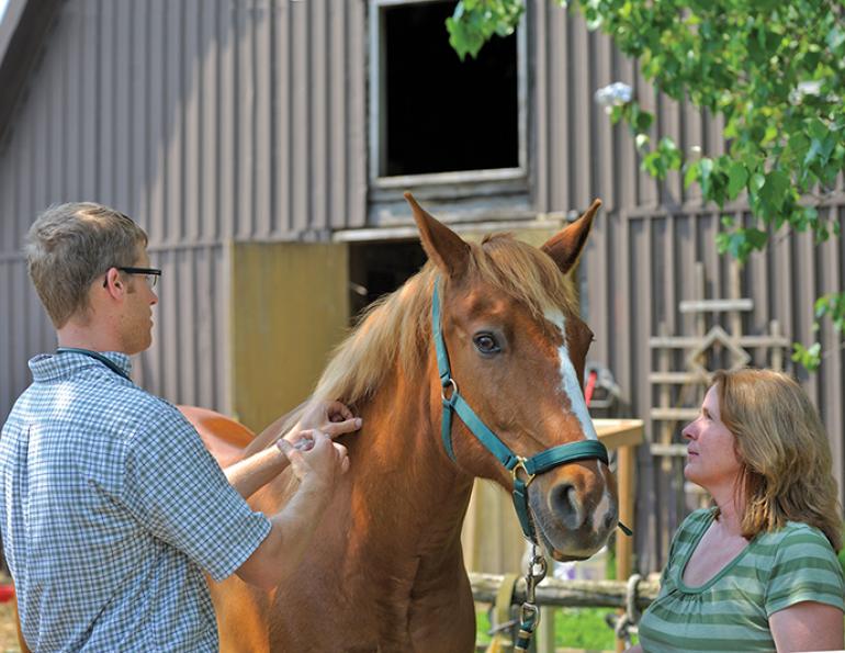 how to vaccinate horse, spring equine vaccinations, why vaccinate horse, equine dentists, why do horses need dental care, equine dentist visit, parasite control horse, deworming my horse, euqine soundness evaluation, spring vet visit horse, how to care for my broodmare, equine reproductive examp, dr. lauren macleod delta bc