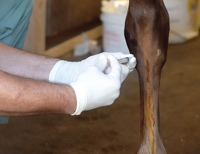 ia injections horses, corticosteroid injections horses, plasma equine therapy, irap horses, joint injections horses, ia therapeutics for horses, uc davis center for equine health, stem cell therapy horses
