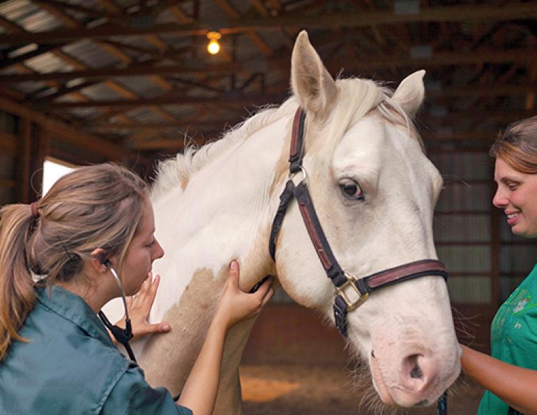 Western College of Veterinary Medicine WCVM horse bacteria equine asthma, equine chronic obstructive pulmonary disease (COPD), horse heaves