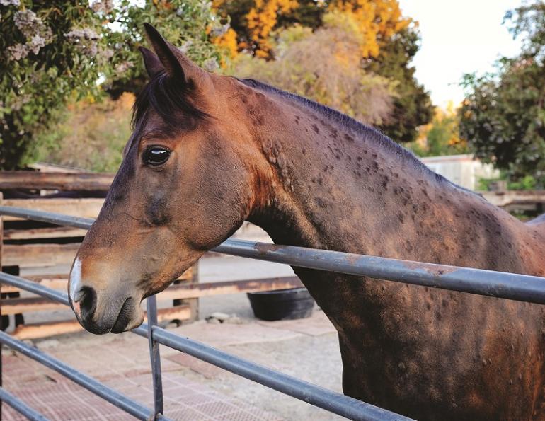 does my horse have allergies? stable allergies horses, how to reduce dust in horse barn, equine asthma, spirulina for horses