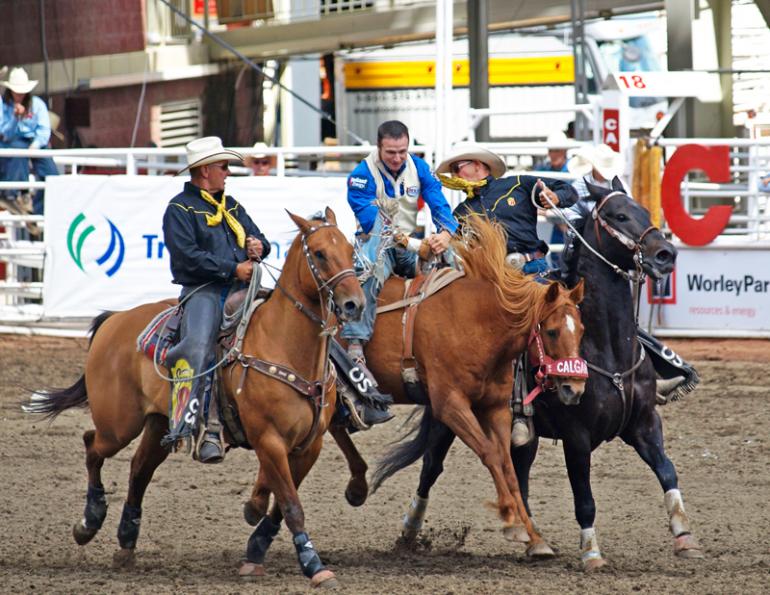 Horses Jobs, equine jobs, Rodeo Pick-Up Horses, gary rempel rodeo