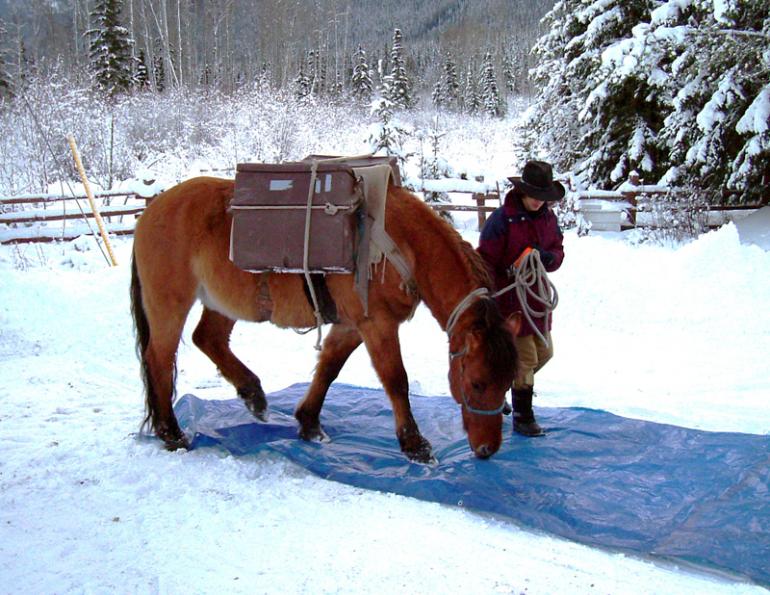 Stan Walchuk Jr, horse trail riding safety tips, Choosing Trail Horse, trail riding