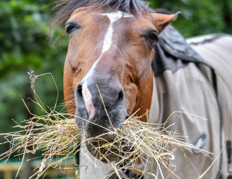 best way to soak hay, horse feed management practices, how to find higher quality horse forage, advantages of steaming horse hay,
