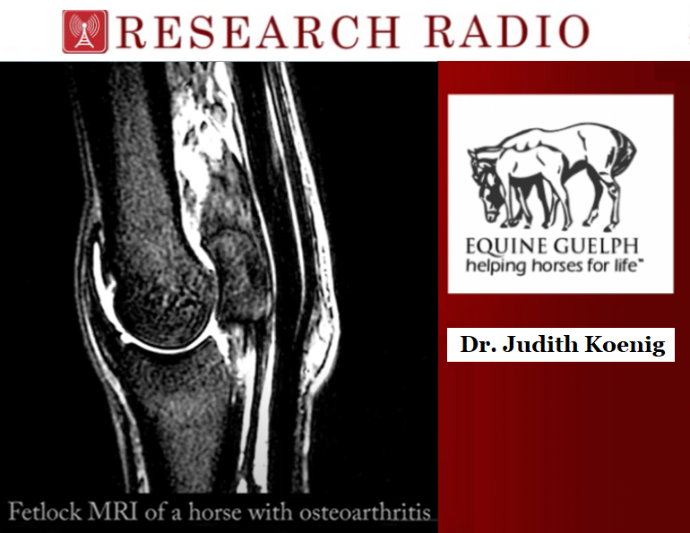dr judith koenig, ontario veterinary college, osteoarthritis, fetlock joint osteoarthritis, stem cell horses, equine guelph