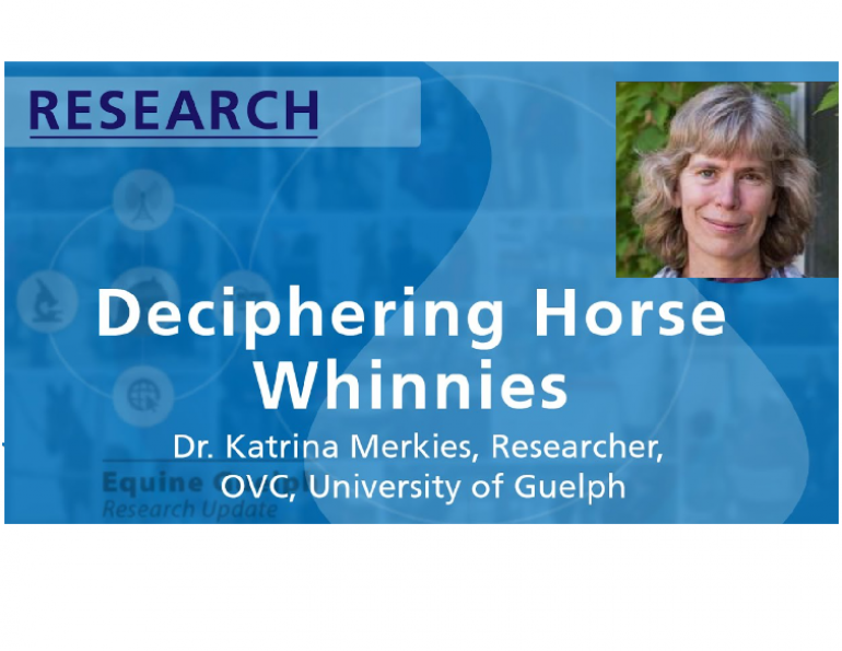 equine podcast, horse podcast, how horses talk, deciphering horse whinnies, what is horse saying, understanding horses, dr katrina merkies