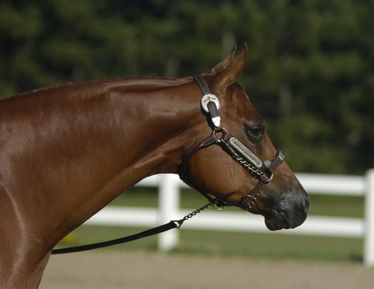 horse grooming, shiny coat horse, taking care of horse coat, how to comb a horse's tail, equine grooming, combing horse mane, how often bathe horse, corn starch horse