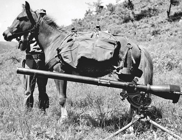 sargeant reckless horse, war horse heroes, united states war horses, what did horses do in war?