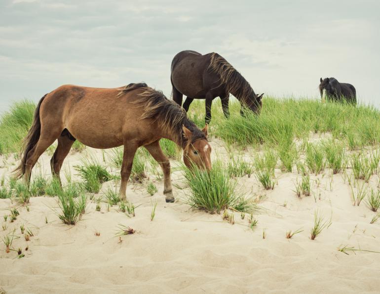 sable island horses, margaret evans, endangered equine species, endangered horses, wild horses