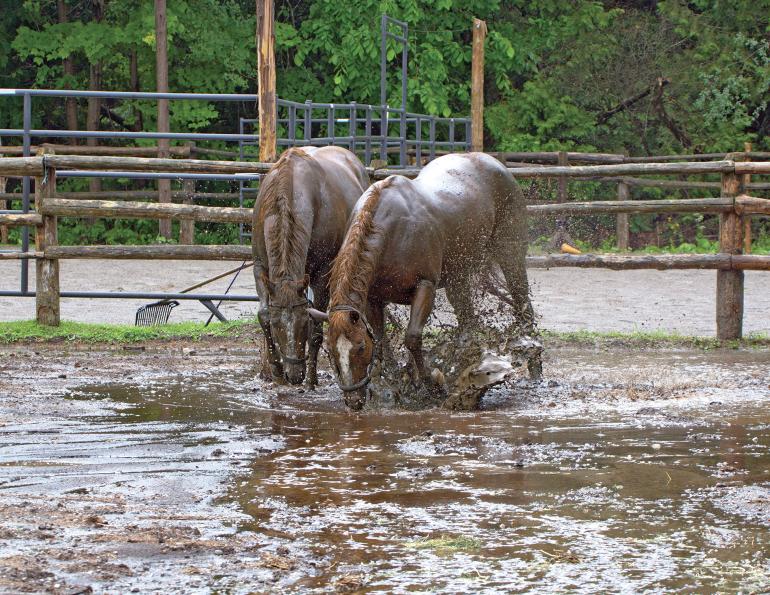 how to deal with horse farm mud, managing muddy horse farm, how to control manure management, managing horse manure 