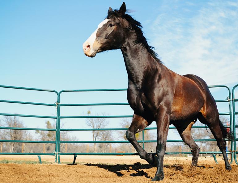 will clinging on natural horsemanship, how to naturally train horses, horse whisperer generation