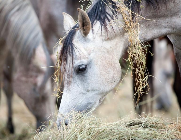horse forage diet, equine forage-based diet, madeline boast, equine gastrointestinal GI anatomy, equine gi tract, gastric ulcer horses, how to take hay sample, analysing horse hay, nutrient requirements for horses, digestible energy horses, crude protein horses, sugar and horses