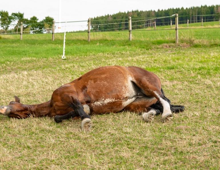equine colic surgery, horse colic surgery, what happens after colic surgery