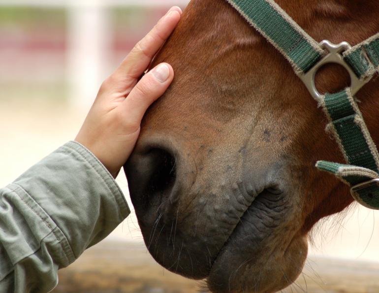 Therapeutic Riding Not Stressful For Horses, equine anxiety, horse anxiety, therapeutic riding good for horses, ptsd therapy horses