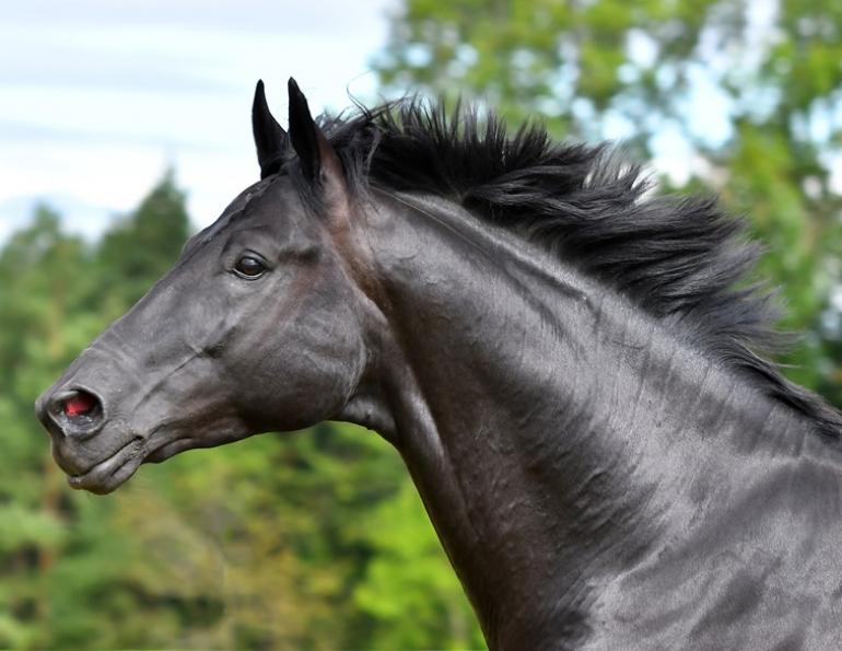 breathe herbs for horses, roa treatments horses, alternative therapies horses, equine respiratory ailments