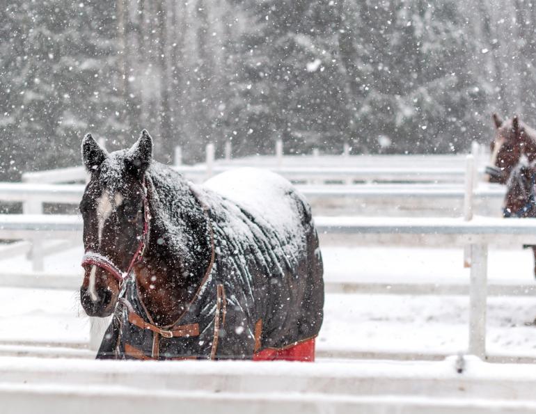 Waterproofing Horse Blankets, bucas blankets, how to waterproof horse gear, skyline equine