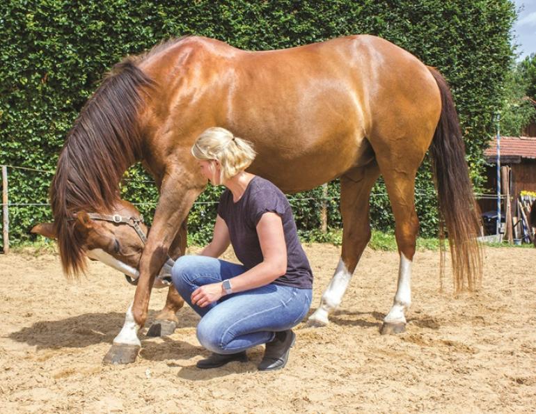 colic surgery horses, rehabilitation horse, dr. crystal lee, burwash equine, exercises for equine rehabilitaion, books on horse rehab