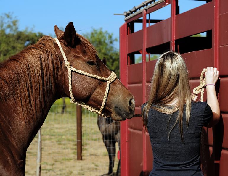 overcoming horses that pull when tied, how to de-stress your horse when tied, how to relax cross-tied horse, improve horse's coping skills when tied