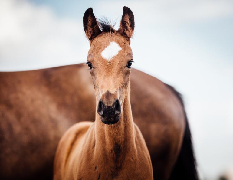 Purina Canada, how to wean a foal, weaning foal, nutrition for mare, nutrition for foal, is my foal ready to wean, evolution maternity, purina juvenile, purina optimal, foal nutrition